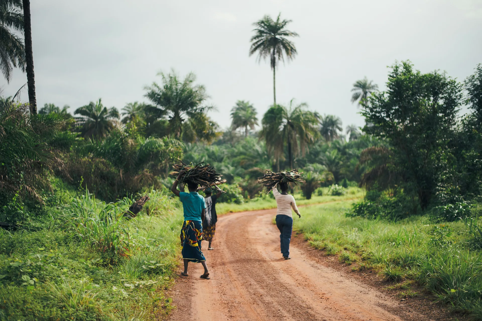 Two women carry bundles of firewood on their heads along a dirt road lined with palm trees in rural Africa.